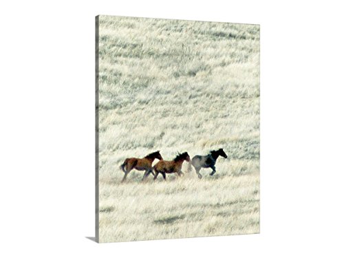 הדפס אמנות צילום סוסים