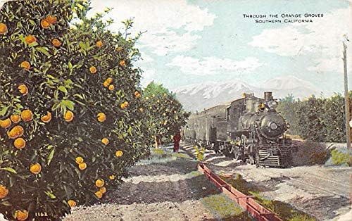 רכבת קליפורניה דרך מטעי התפוזים קליפורניה, ארצות הברית 1909